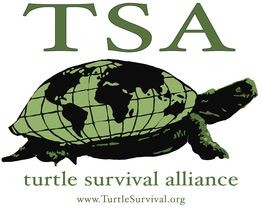 https://staging.jenkinsons.com/aquarium/wp-content/uploads/sites/2/2018/04/Turtle-Survival-Alliance.jpg