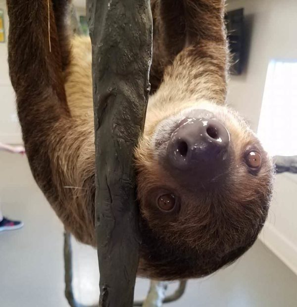 A picture of Wally Sloth hanging upside down.