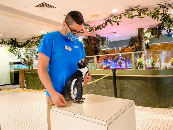 Aquarium worker holding one of the penguins close.