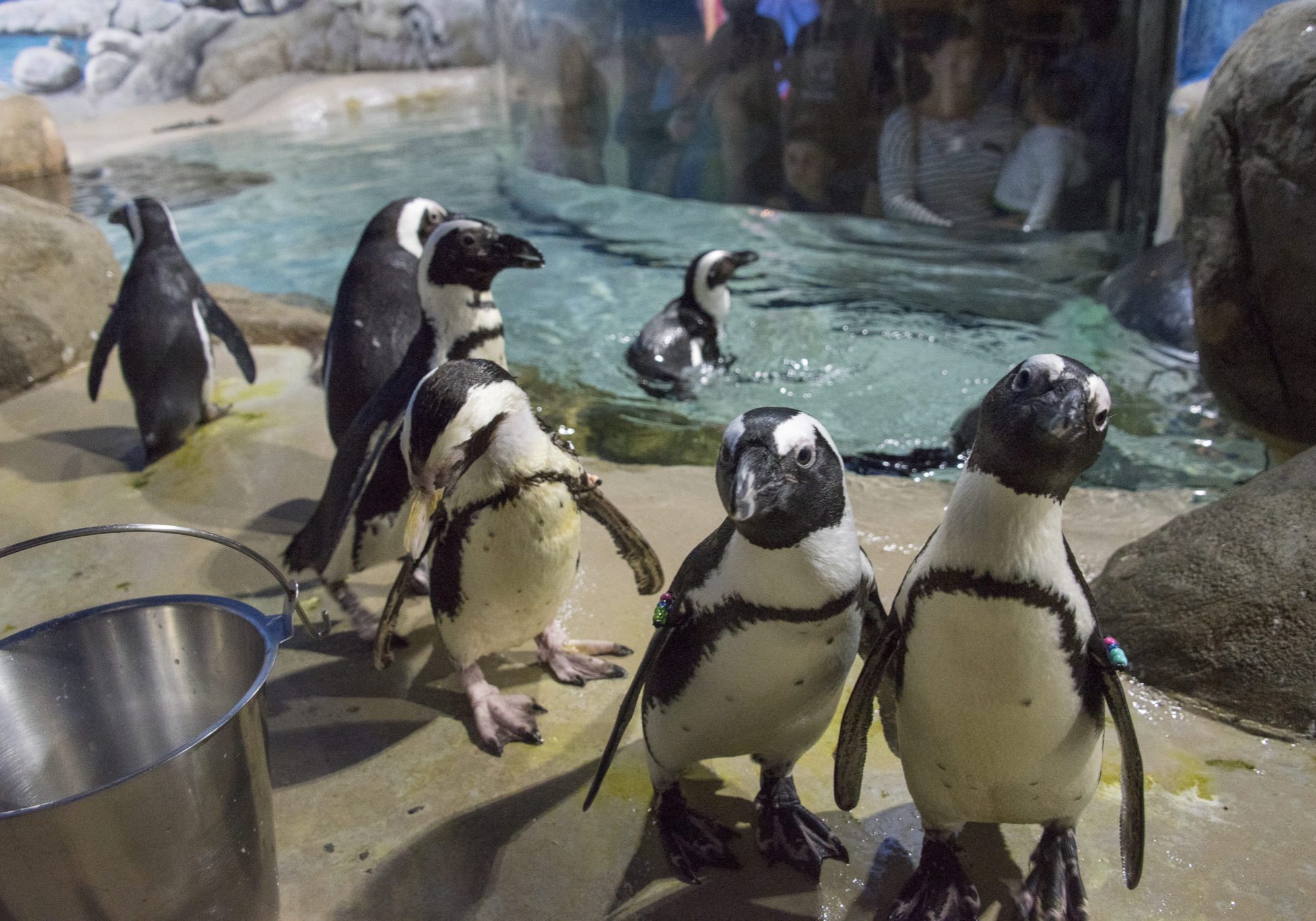african penguins at jenkinson's aquarium
